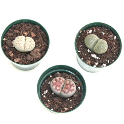 2" Lithops Living Stones